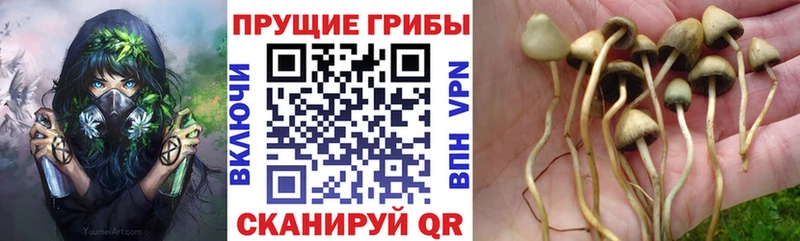 KRAKEN зеркало Гуково Галлюциногенные грибы Psilocybine cubensis